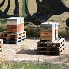 City Beekeeping! What It Takes To Keep Bees In The Big City