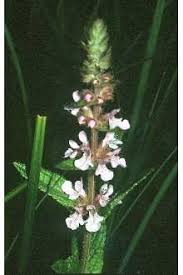 Plants Profile for Stachys palustris (marsh hedgenettle)