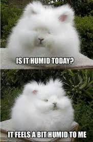 hair memes on Pinterest | Meme, Hair Humor and Frizzy Hair via Relatably.com