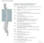 Psychosomatik der Rückenprobleme - Paracelsus Magazin