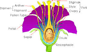 ANATOMY OF FLOWERING PLANTS notes,