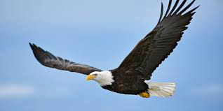 Image result for eagles