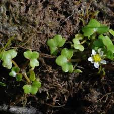 Ranunculus hederaceus | Online Atlas of the British and Irish Flora