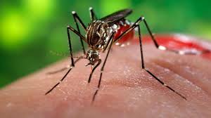 Résultat de recherche d'images pour "zika"