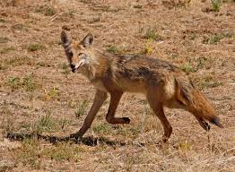 Image result for northern CA coyote picture