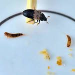 Larder Beetles - Whataposs That Bug?