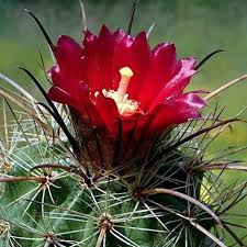 Image result for Parodia maasii
  ( Maasii Cactus )