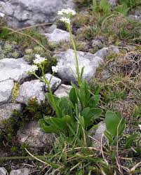 Valeriana saxatilis - Wikimedia Commons