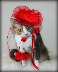 Image result for cats on valentines day