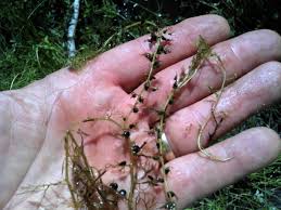 Utricularia minor Calflora
