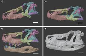 weaker bite Unveiling the Enigmatic Pre-Jurassic Reptile: Discovering Its Surprisingly Tame Bite Compared to Modern Crocs