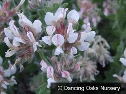 Dorycnium hirsutum, Hairy Canary Clover – Dancing Oaks Nursery ...