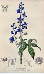Staphysagria. Delphinium staphysagria. The flora homoeopathica ...