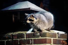 CT health officials issue warning after rabid raccoon found in Mystic