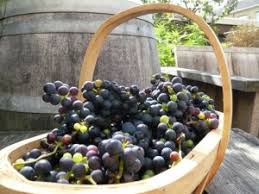 Afbeeldingsresultaat voor druivensap maken
