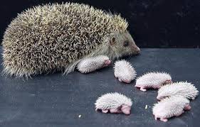 Image result for porcupines group