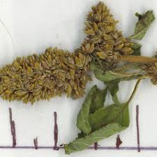 Amaranthus deflexus (large-fruited amaranth): Go Botany