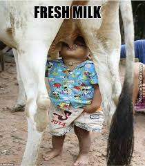 Milk Memes. Best Collection of Funny Milk Pictures via Relatably.com
