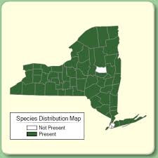 Cystopteris fragilis - Species Page - NYFA: New York Flora Atlas