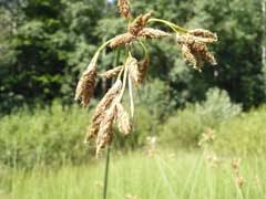 Schoenoplectus lacustris Bulrush PFAF Plant Database