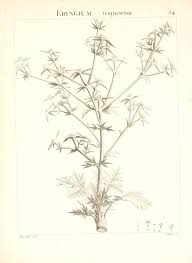 Eryngium triquetrum - Wikispecies