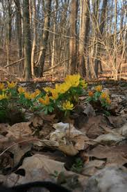 Eranthis hyemalis - Michigan Flora