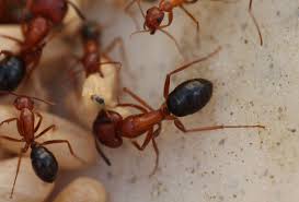 Image result for Pest Control Facts, Fiction and Insight Pest Control