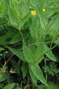 FLORA::uniud - Silene vulgaris (Moench) Garcke subsp. antelopum ...