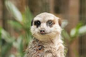 The meerkat or suricate, &#39;&#39;Suricata suricatta&#39;&#39;, is a small mammal belonging to the mongoose family. Meerkats live in all parts of the Kalahari Desert in ... - 4937_small