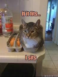 Cat Will Sit if he Fits - LOL, Funny Pictures, Memes, Fails, Wins ... via Relatably.com