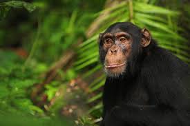 Image result for chimpanzee