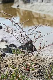 Limonium avei, flora di Sardegna