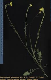 Erucastrum virgatum (J. & C. Presl) C. Presl subsp. brachycarpum ...