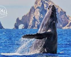 Gambar Humpback whales in Cabo