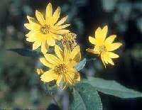 Helianthus tuberosus - Online Virtual Flora of Wisconsin