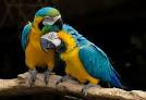 Pictures of 2 parrots kissing each other <?=substr(md5('https://encrypted-tbn3.gstatic.com/images?q=tbn:ANd9GcTYCQ4adwpzwHfEw-GgFcFOLTqqjhgm4zD63rZ_WHtrQV_g2VbhIwDjuFE'), 0, 7); ?>