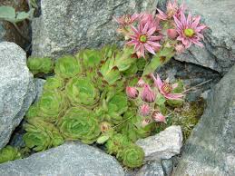 Sempervivum montanum - Wikispecies