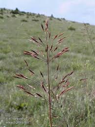 Chrysopogon gryllus (L.) Trin., Scented Grass (World flora) - Pl ...