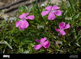 Glacier Pink Dianthus Glacialis High Resolution Stock Photography ...