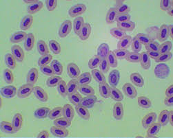 Image result for plasmodium