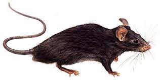 Resultado de imagem para ratos tem habitos noturnos