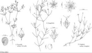 Stellaria longifolia - FNA