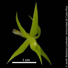 Image result for Epidendrum oxyglossum