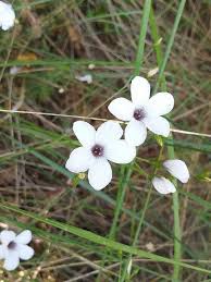 Linum suffruticosum L., White flax (World flora) - Pl@ntNet identify