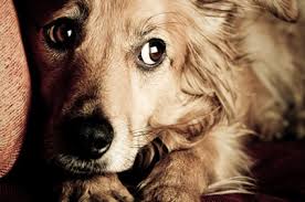 Image result for fearful dogs