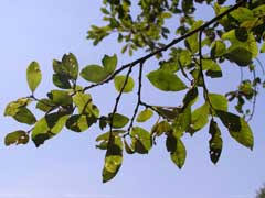 Salix atrocinerea Rusty Sallow, large gray willow PFAF Plant ...