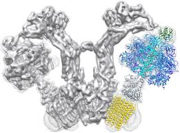 Structure and function of mitochondrial membrane protein ...