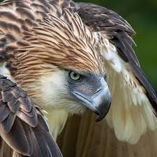 Image result for philippine eagle