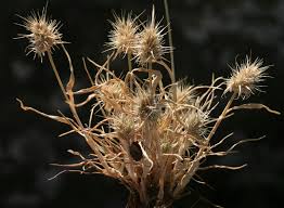 Echinaria capitata (L.) Desf. | Flora of Israel Online