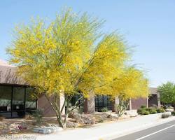 Palo verde tree in desert landscape